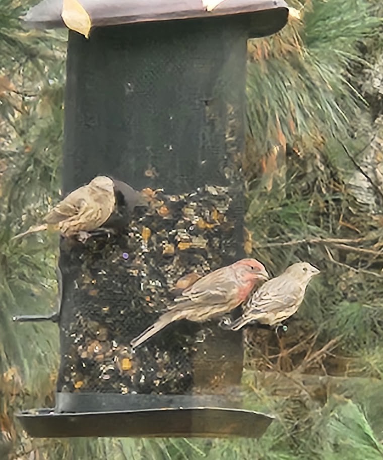 House Finch - ML610475907