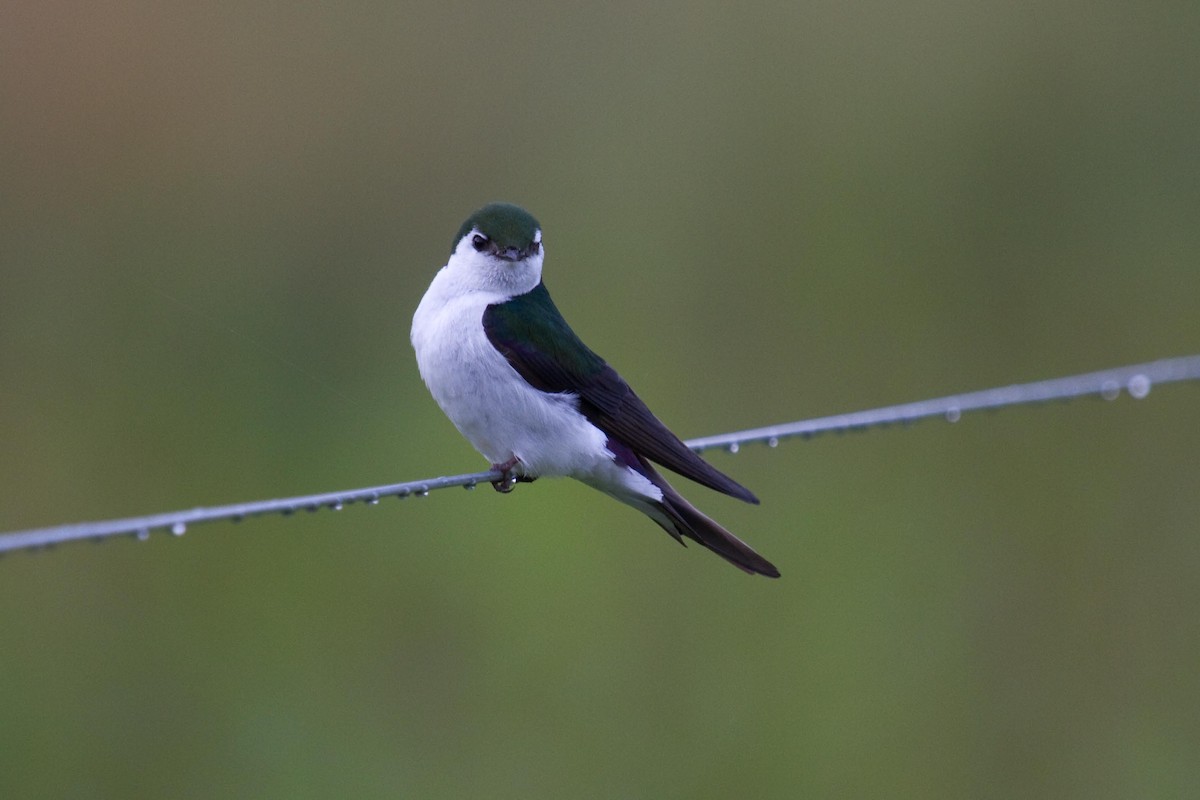 Violet-green Swallow - ML61047601
