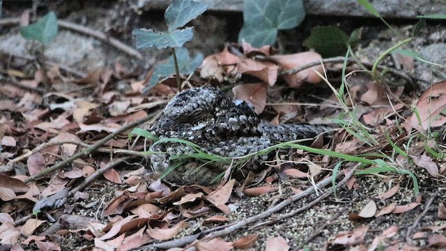 Common Poorwill - ML610476082