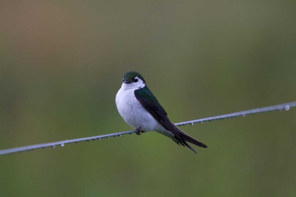 Violet-green Swallow - ML61047611