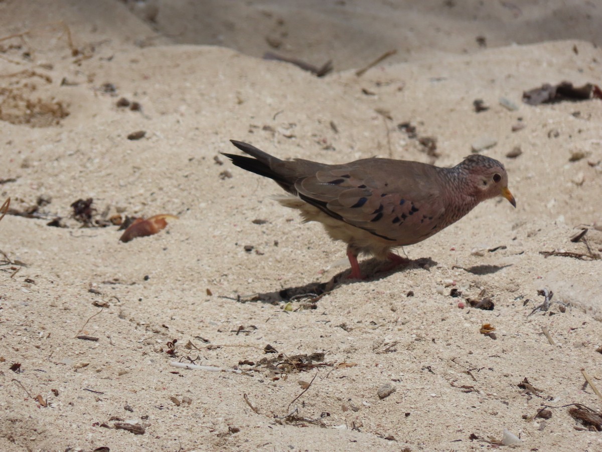 Common Ground Dove - ML610476121