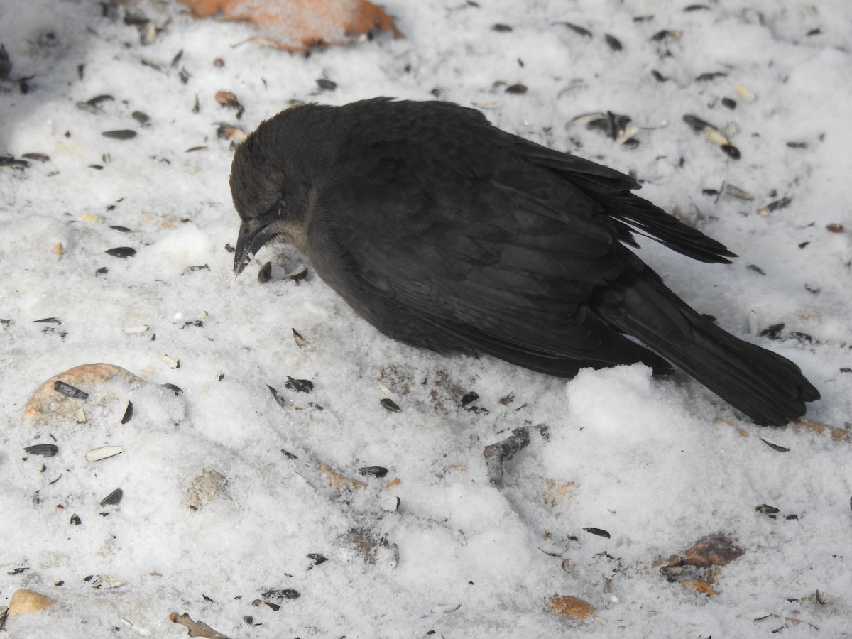 Brewer's Blackbird - ML610476254