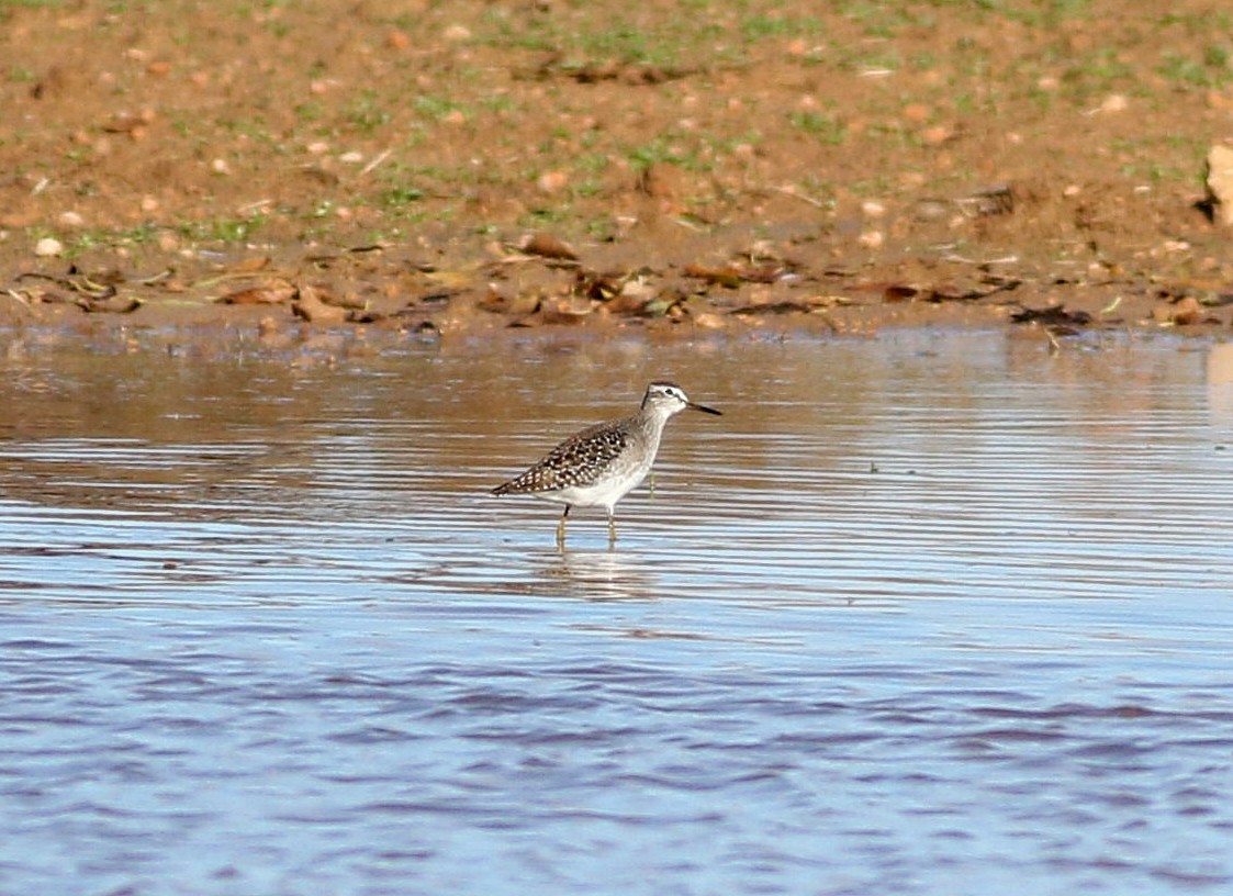 Wood Sandpiper - ML610476292