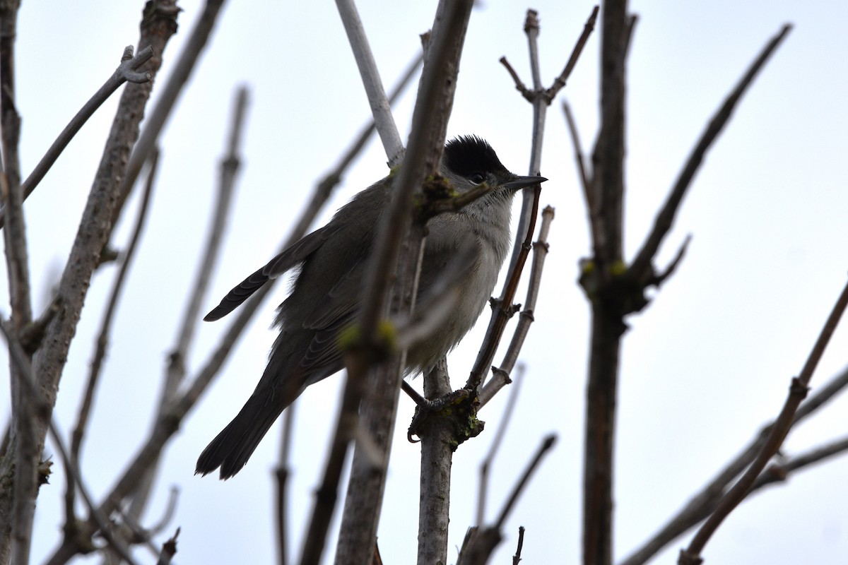 Eurasian Blackcap - ML610476334