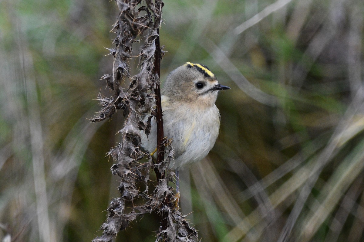 Wintergoldhähnchen - ML610476338