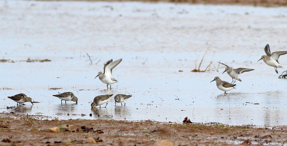 Dunlin - Miguel García