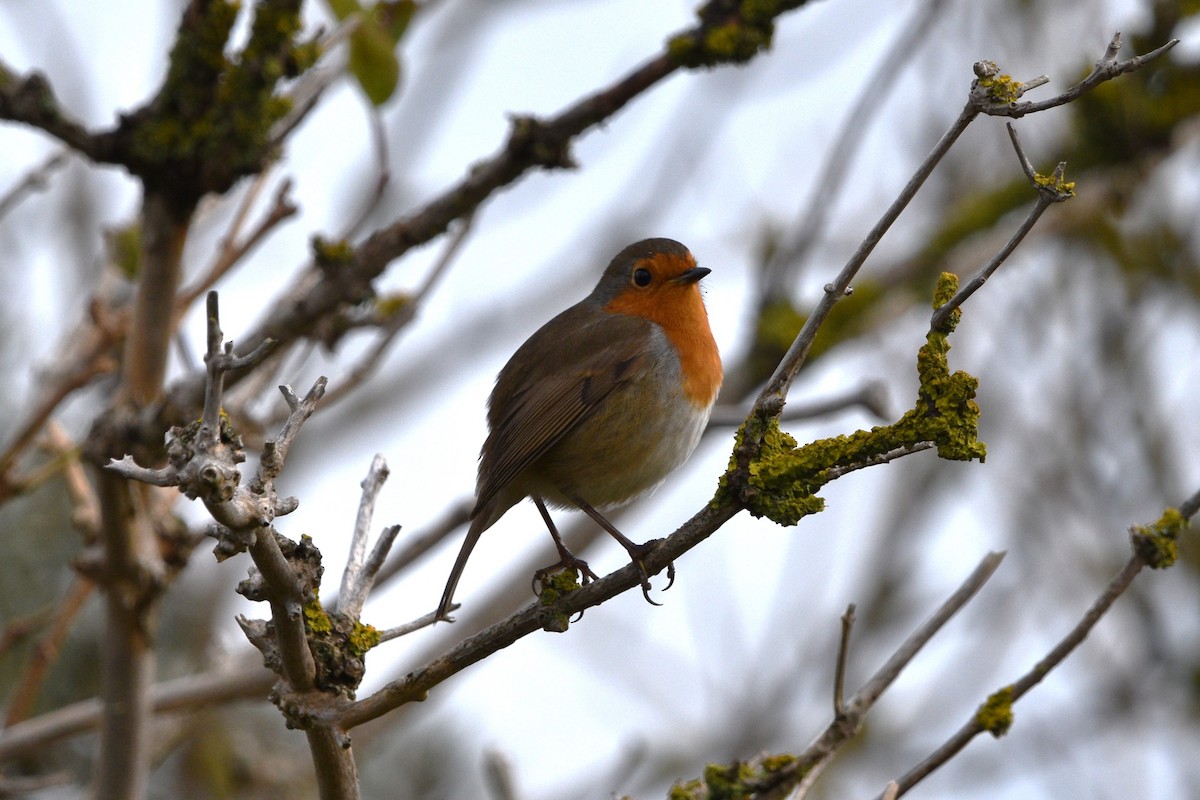 European Robin - ML610476348