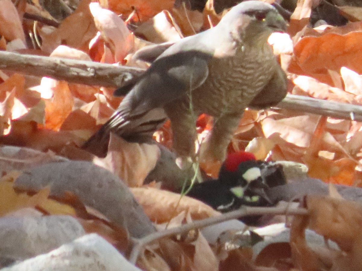 Sharp-shinned Hawk - Carol Comeau