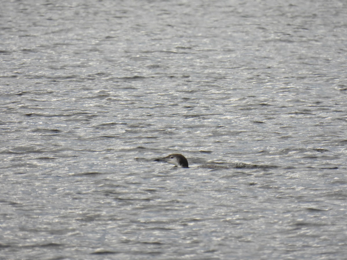 Common Loon - ML610476389