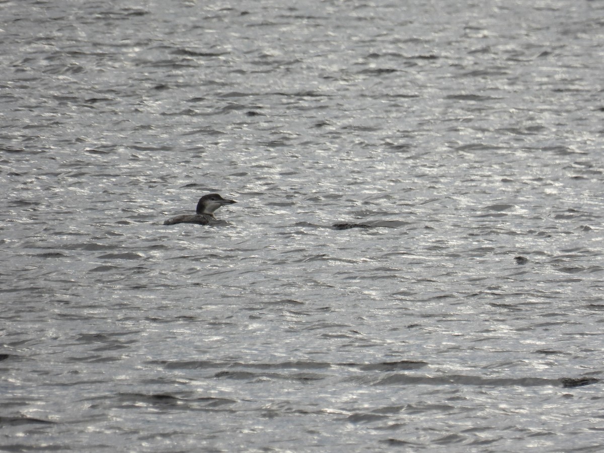 Common Loon - ML610476390