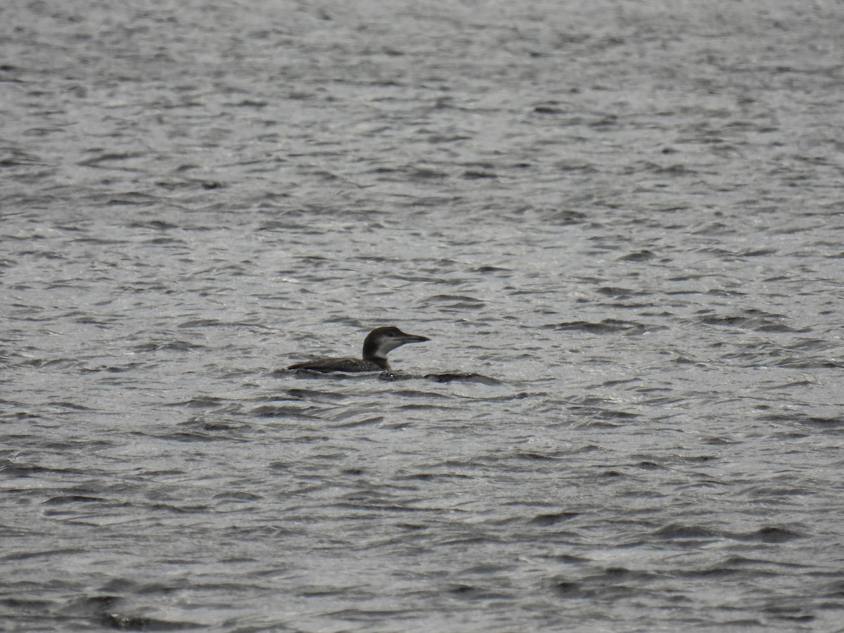 Common Loon - ML610476391