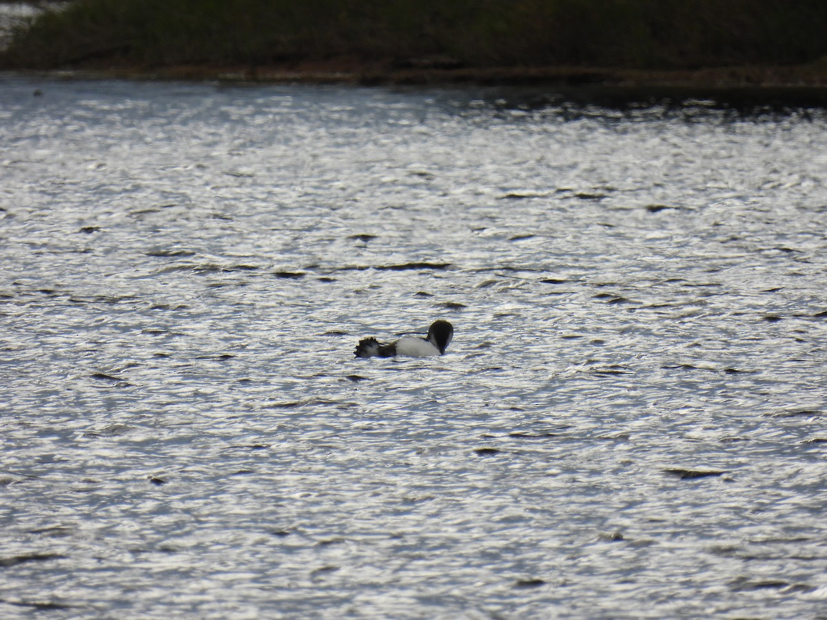 Common Loon - ML610476393