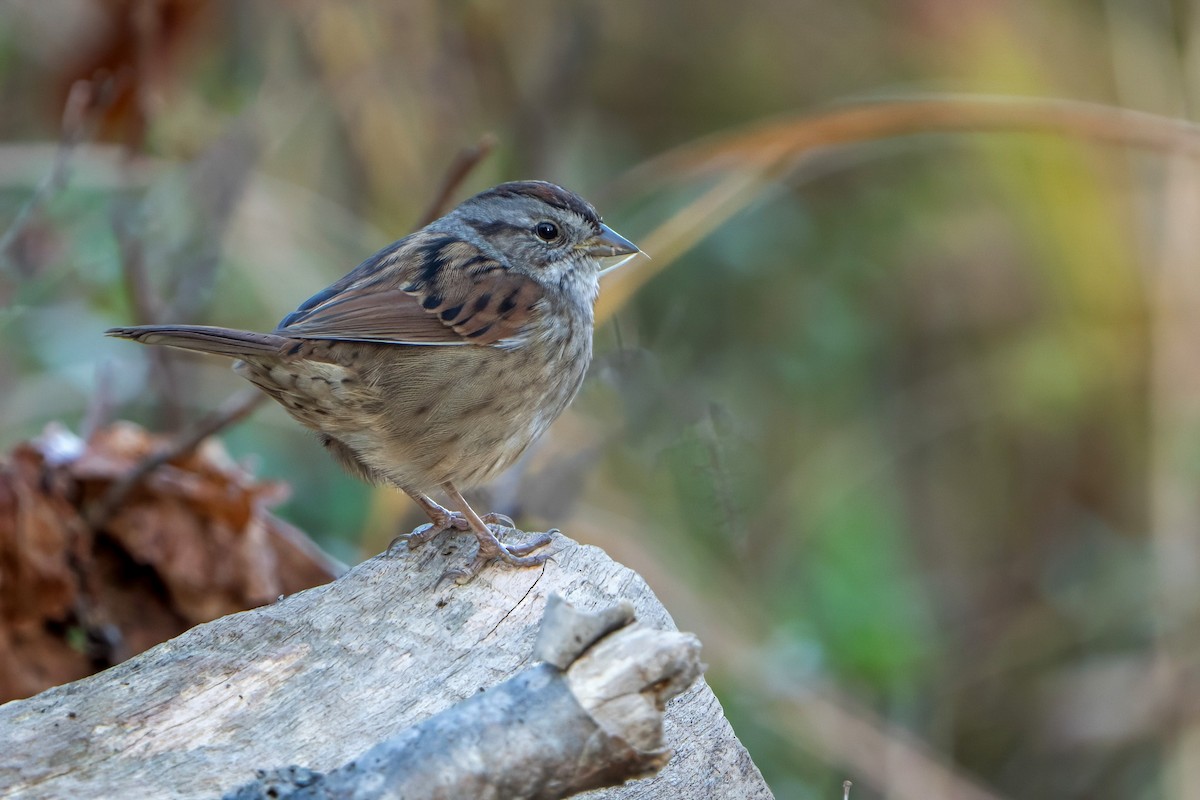 Swamp Sparrow - ML610476624