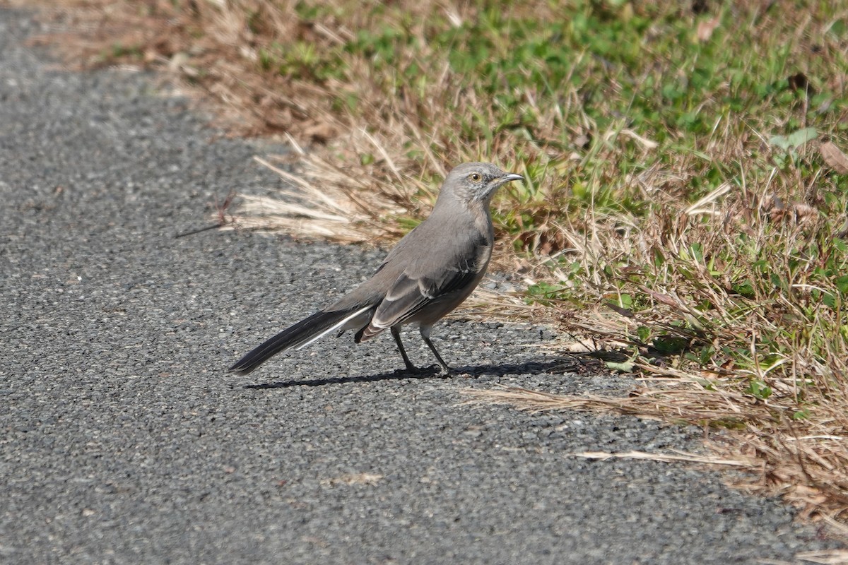 Northern Mockingbird - ML610476738