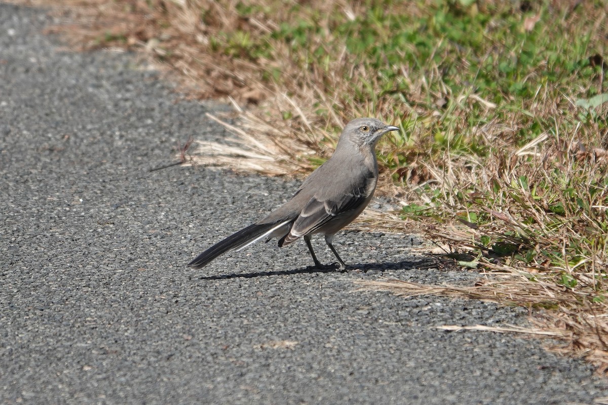 Northern Mockingbird - ML610476739