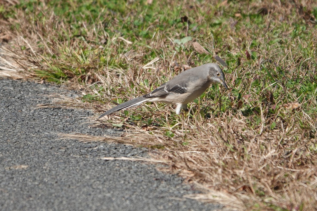 マネシツグミ - ML610476740