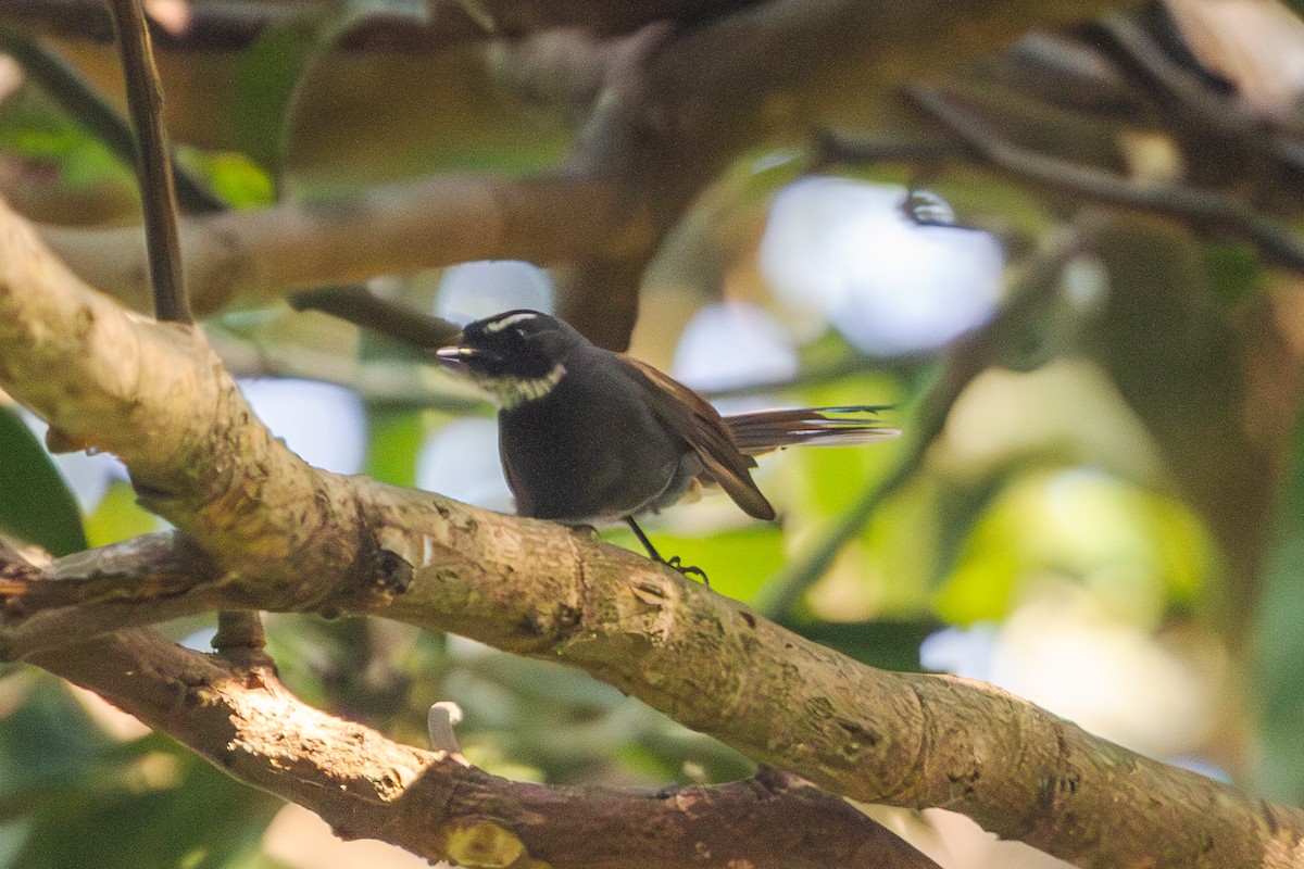 White-throated Fantail - ML610476775