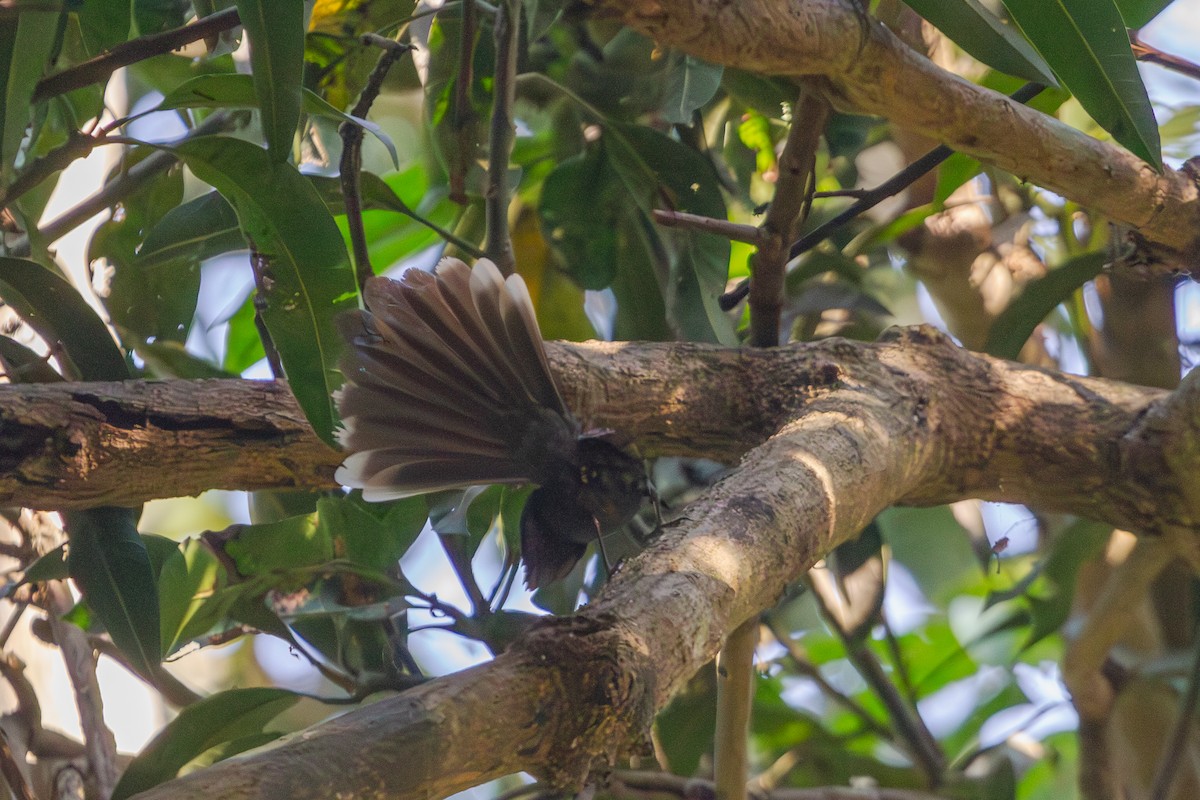 White-throated Fantail - ML610476777
