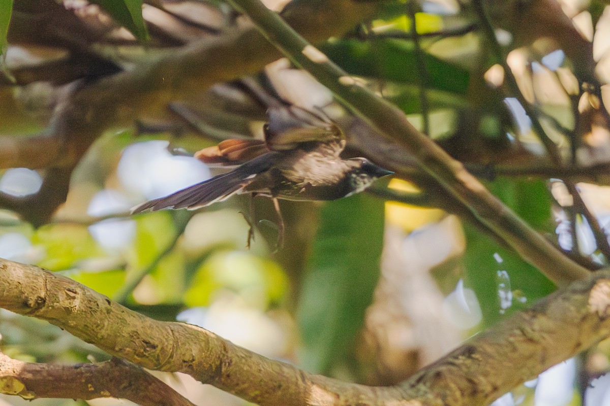 White-throated Fantail - ML610476778