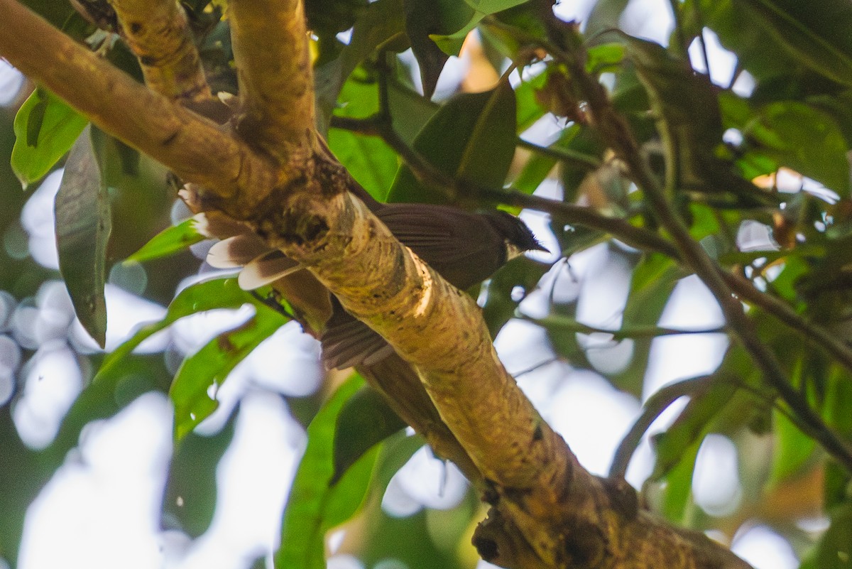 White-throated Fantail - ML610476779