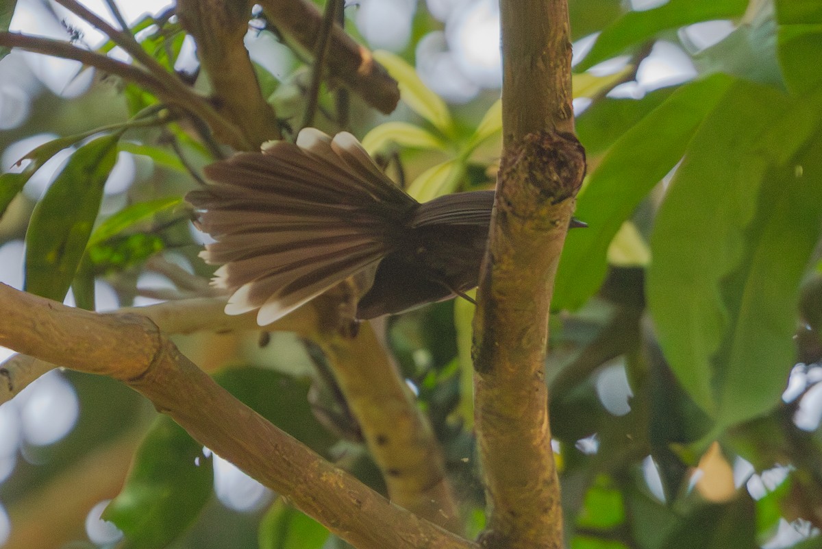White-throated Fantail - ML610476780