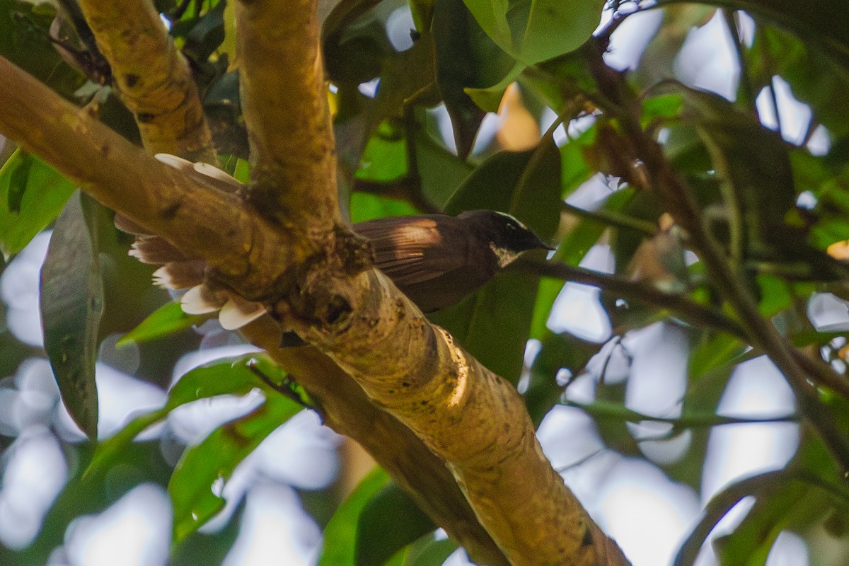 White-throated Fantail - ML610476781