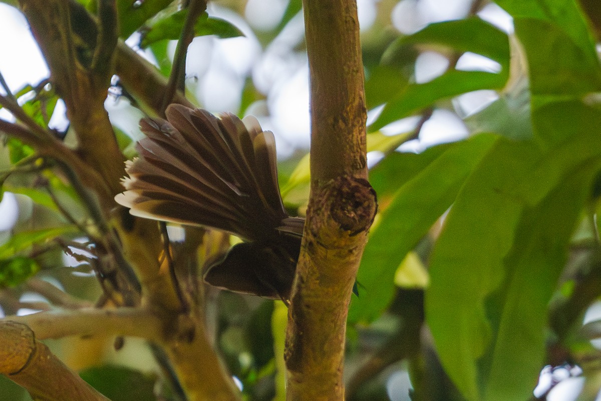 White-throated Fantail - ML610476782