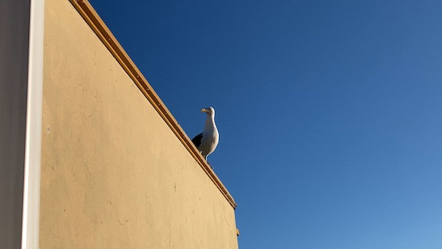 Kelp Gull (dominicanus) - ML610476821