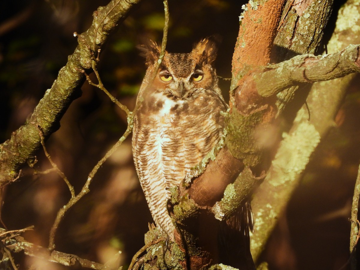 Great Horned Owl - ML610476864