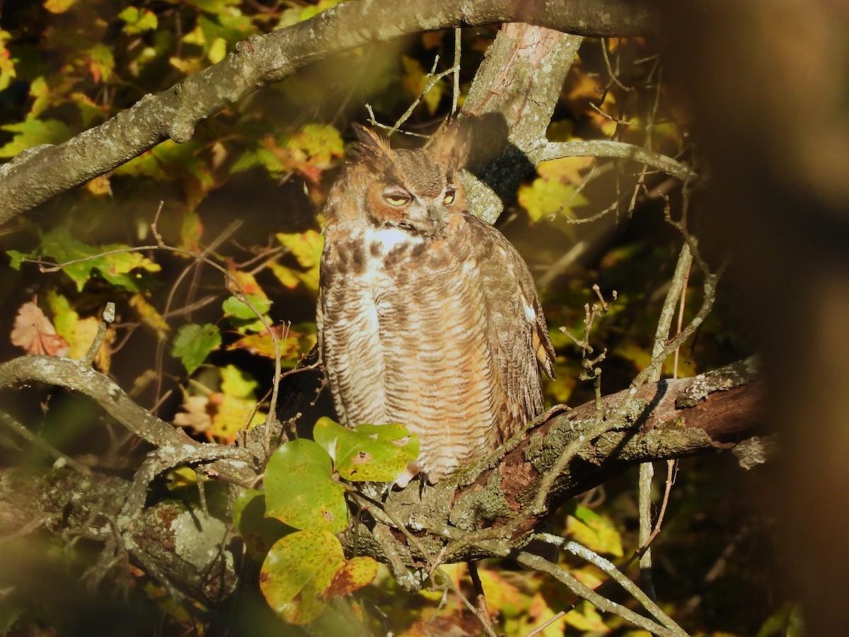 Great Horned Owl - ML610476865