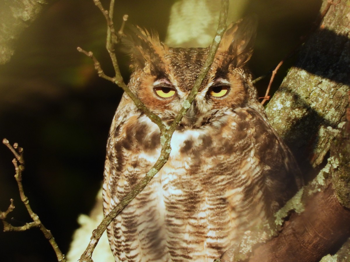 Great Horned Owl - ML610476866