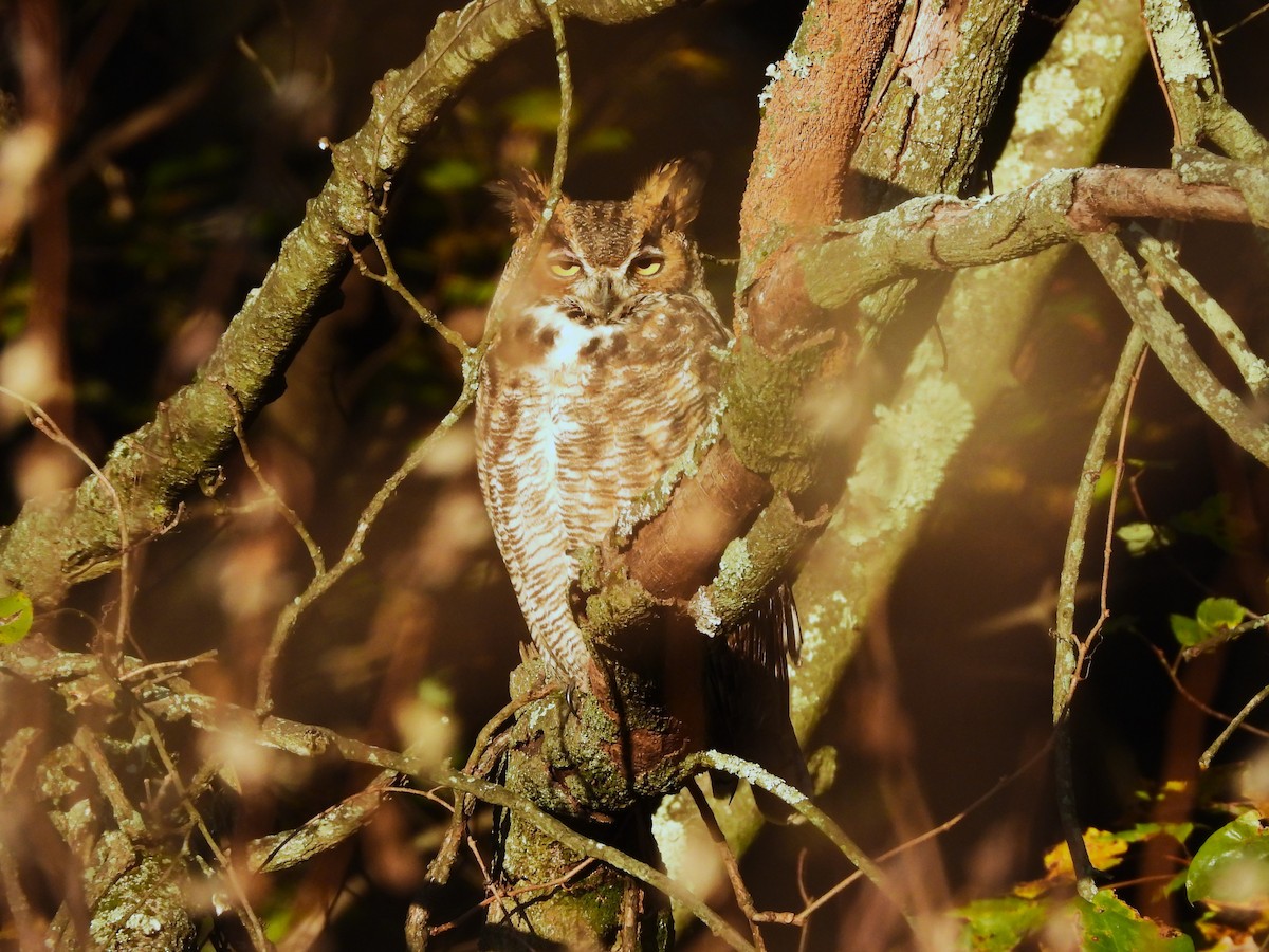 Great Horned Owl - ML610476867