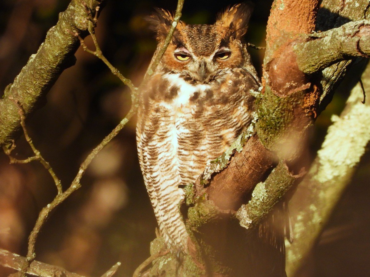 Great Horned Owl - ML610476868