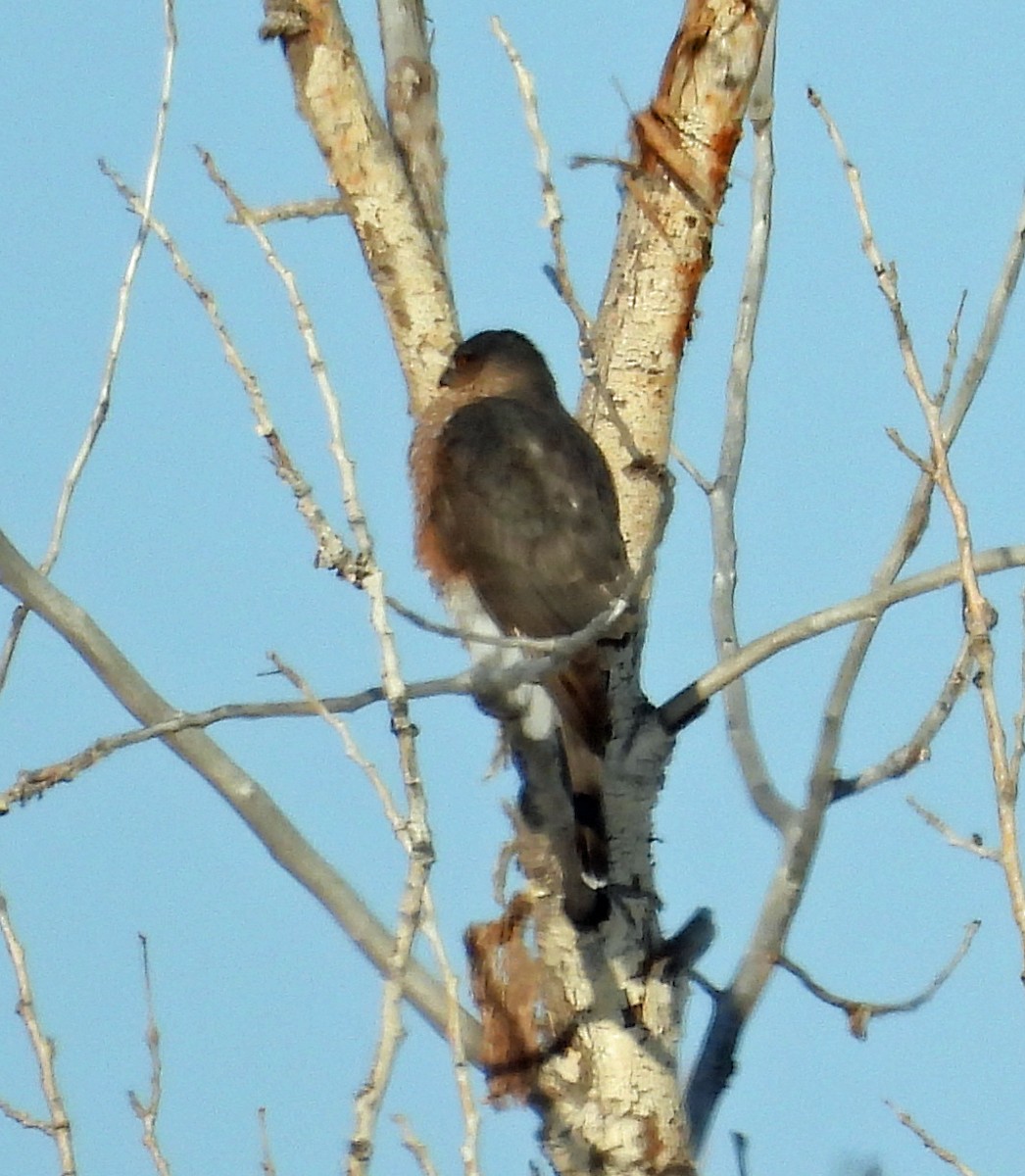 Sharp-shinned Hawk - ML610477016