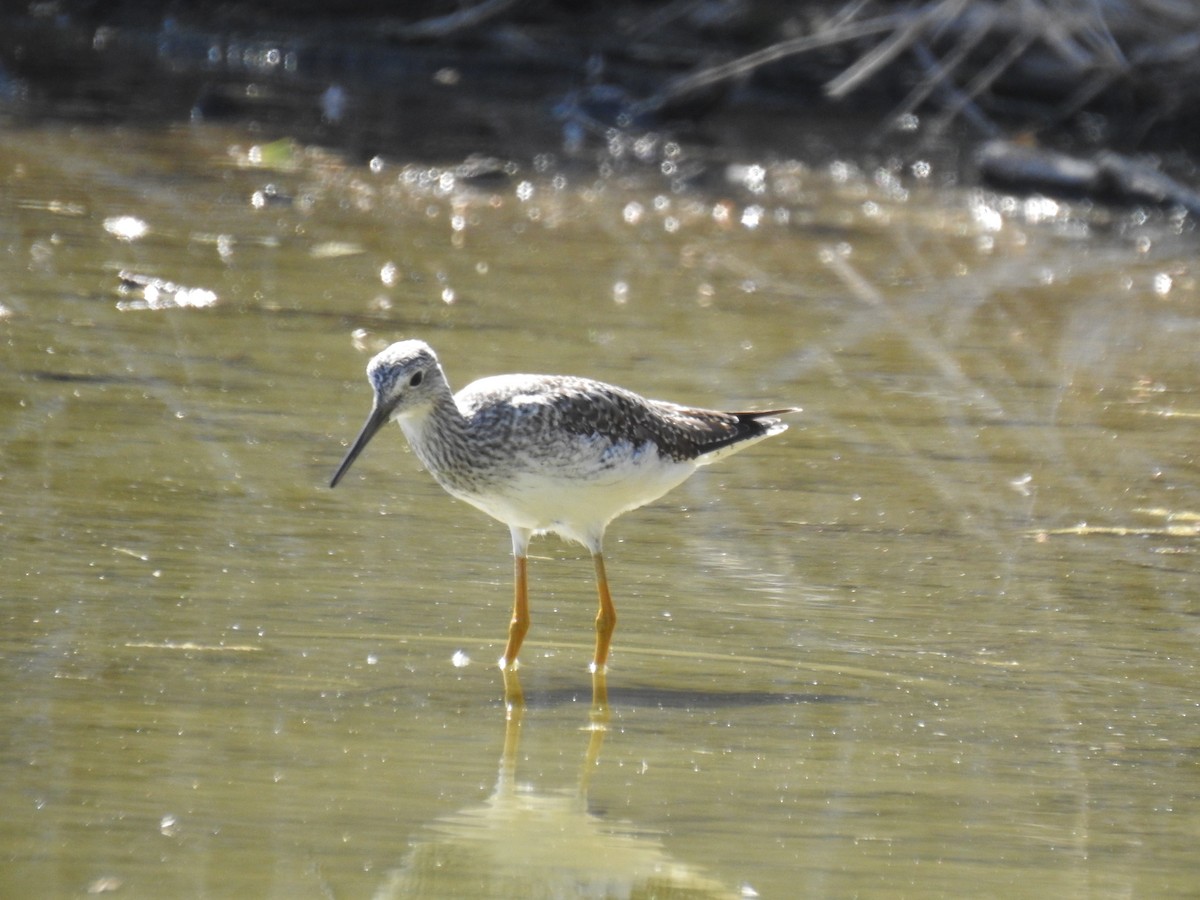 Greater Yellowlegs - ML610477158