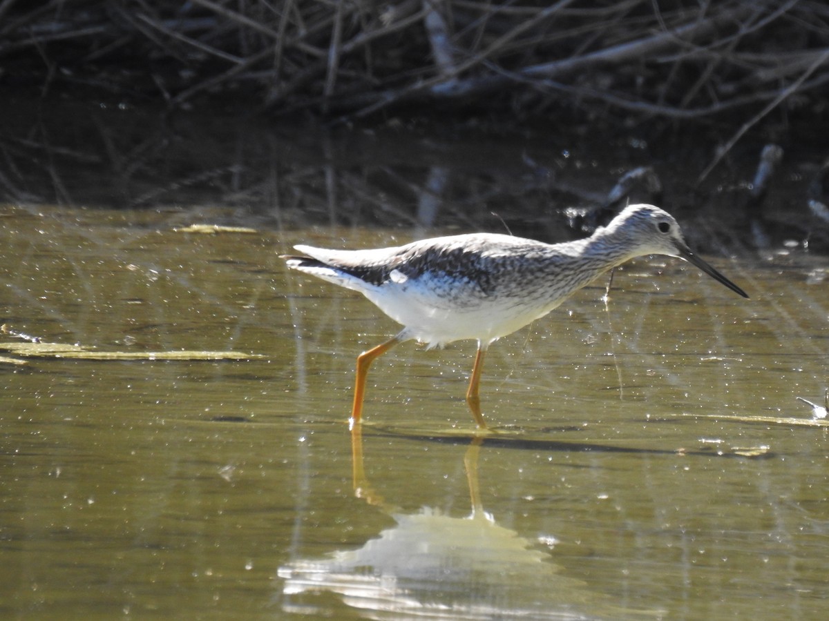 Greater Yellowlegs - ML610477166