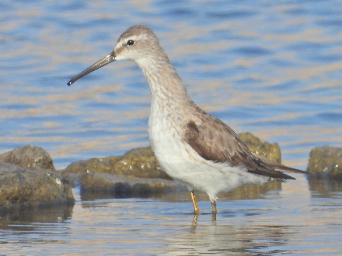 Stilt Sandpiper - ML610477177