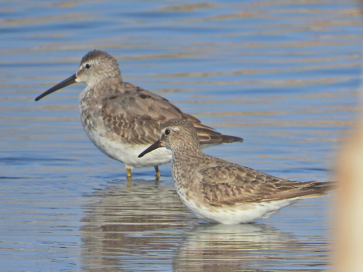 Stilt Sandpiper - ML610477179