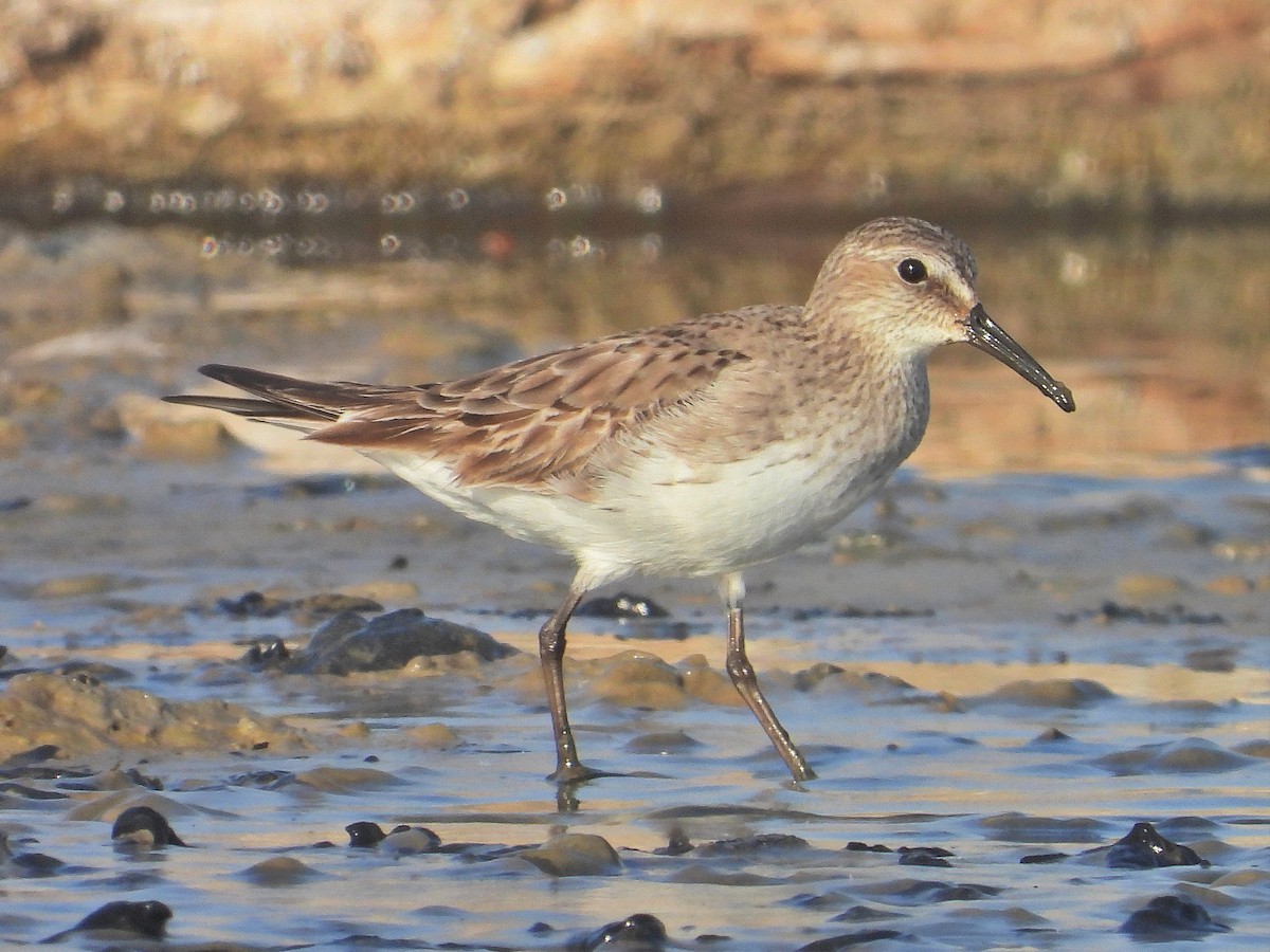 White-rumped Sandpiper - ML610477201