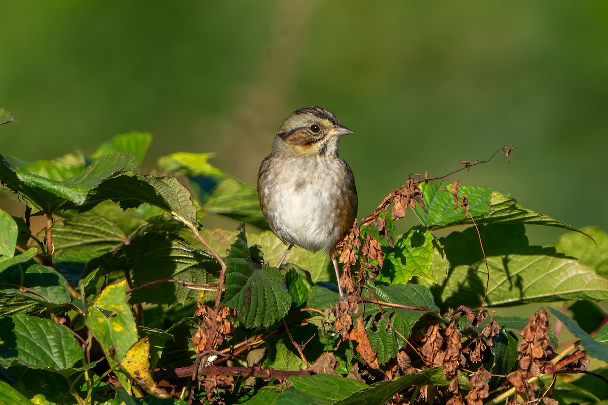 Swamp Sparrow - ML610477210