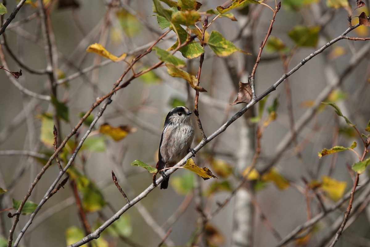 Long-tailed Tit - ML610477267
