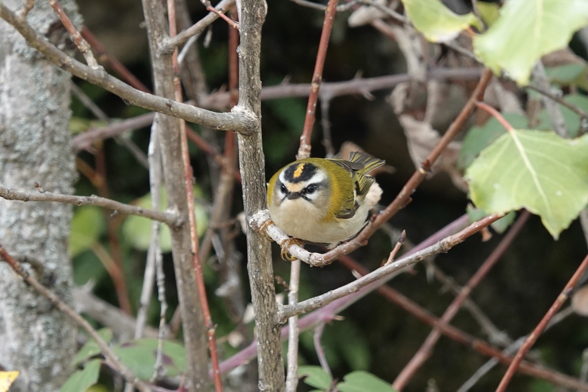 Common Firecrest - ML610477299