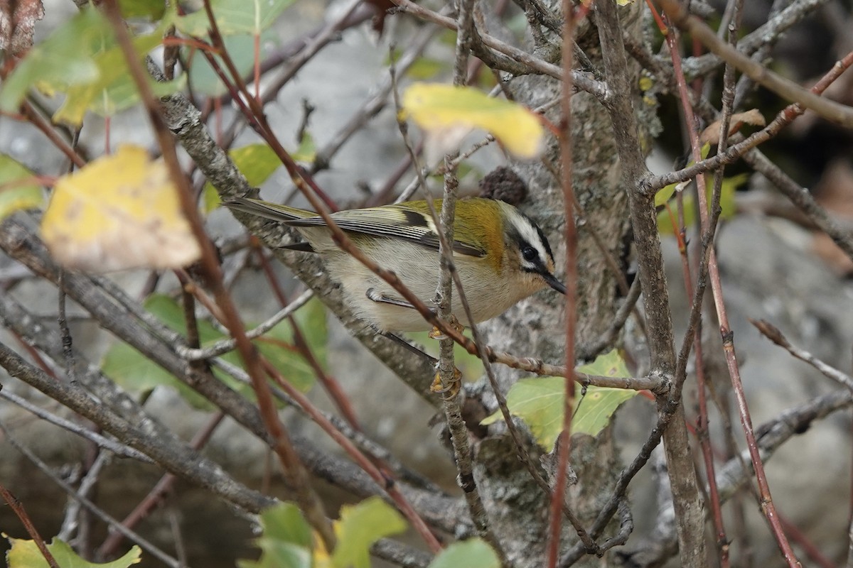 Common Firecrest - ML610477300