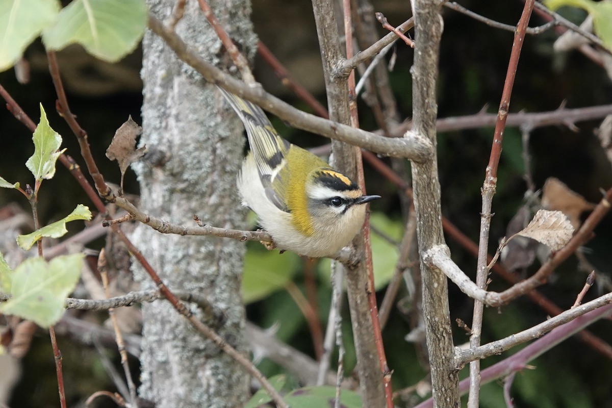 Common Firecrest - ML610477301