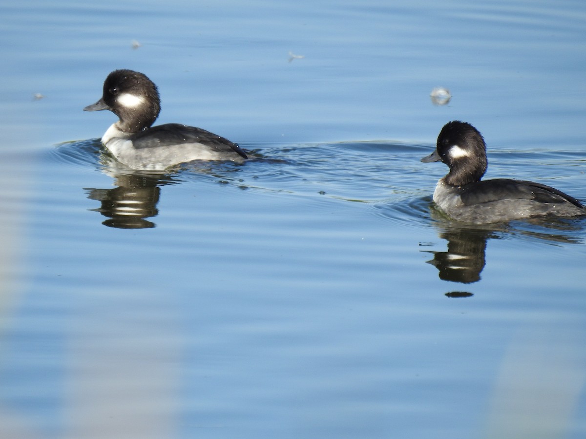 Bufflehead - Justin Harris