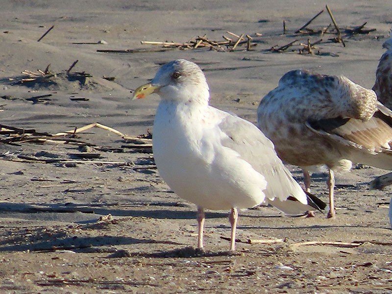 Gaviota Argéntea (americana) - ML610477383