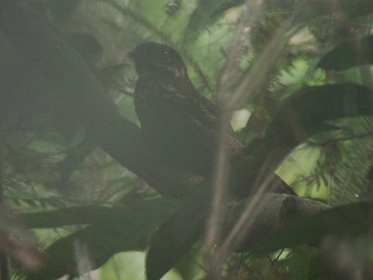 Bonaparte's Nightjar - ML61047741