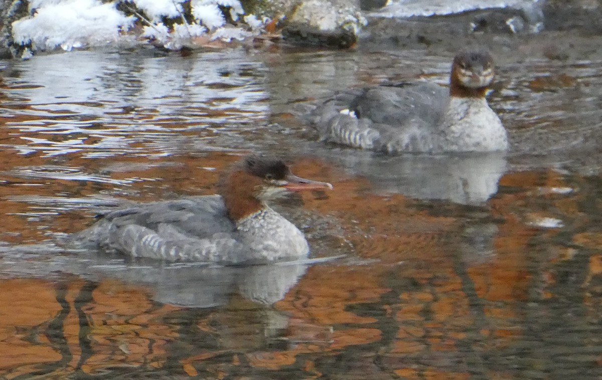 Common Merganser - ML610477437