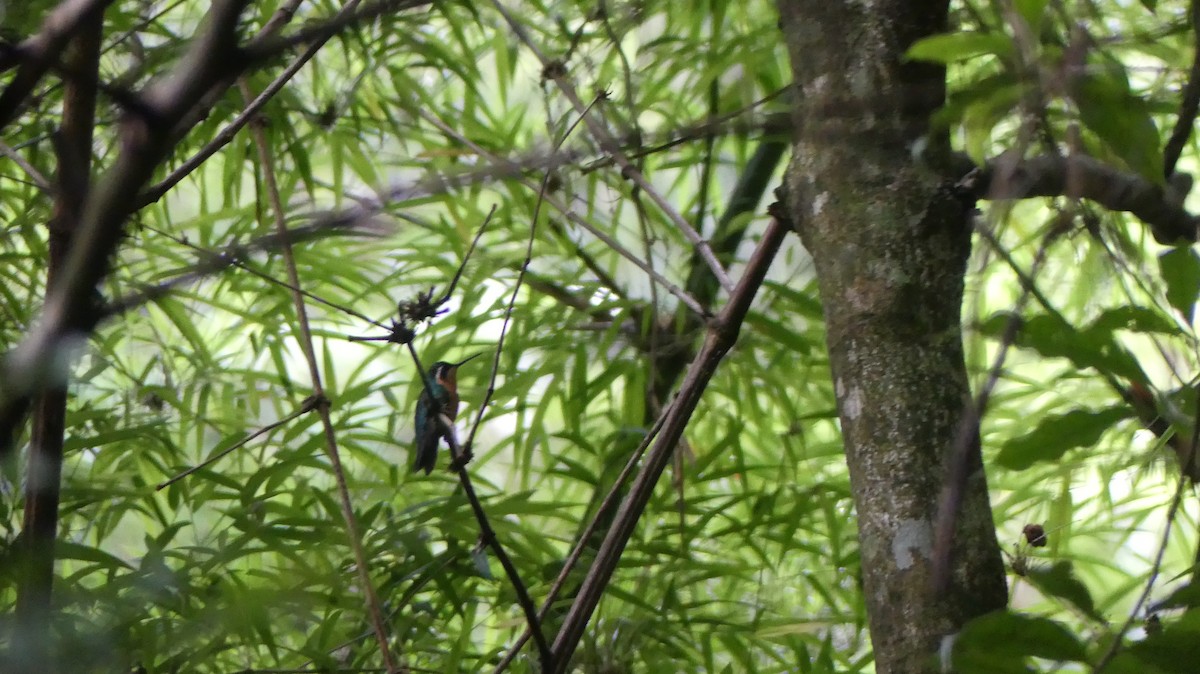 Purple-throated Mountain-gem - Terry van Niekerk