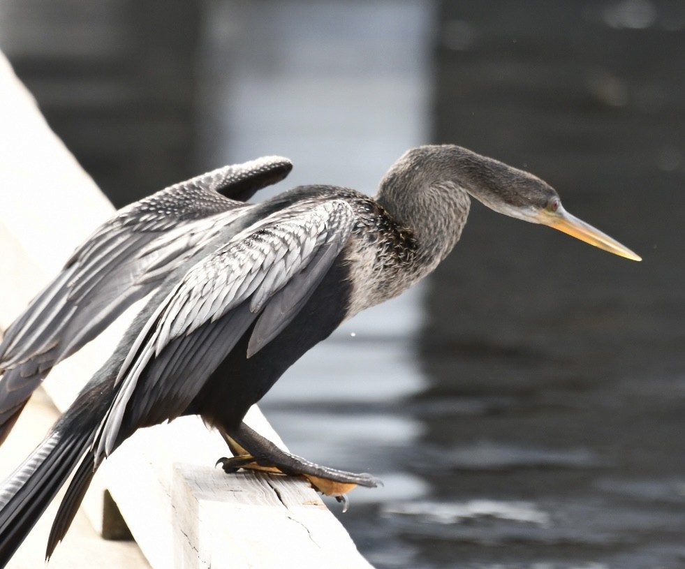 Anhinga - Kevin Kelly
